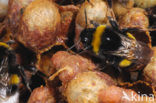 Buff-tailed bumblebee (Bombus terrestris)