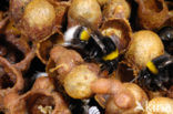 Aardhommel (Bombus terrestris)