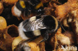 Buff-tailed bumblebee (Bombus terrestris)