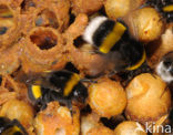 Buff-tailed bumblebee (Bombus terrestris)