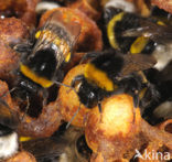 Buff-tailed bumblebee (Bombus terrestris)