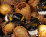 Buff-tailed bumblebee (Bombus terrestris)