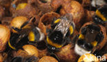 Buff-tailed bumblebee (Bombus terrestris)