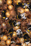 Aardhommel (Bombus terrestris)