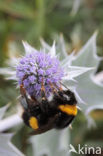 Buff-tailed bumblebee (Bombus terrestris)