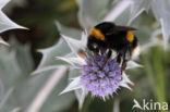 Buff-tailed bumblebee (Bombus terrestris)