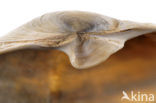 Afgeknotte gaper (Mya truncata)