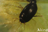 Agabus affinis