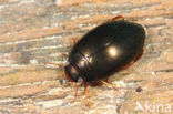 Agabus neglectus