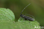 Agapanthia cardui