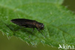 Agrilus angustulus