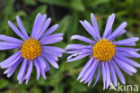 Alpenaster (Aster alpinus)