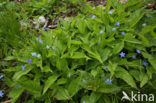 Amerikaans vergeet-mij-nietje (Omphalodes verna)