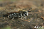 Andrena producta