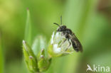 Andrena simontornyella