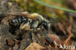 Andrena symphyti