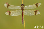 Bandheidelibel (Sympetrum pedemontanum) 