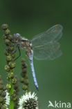 Beekoeverlibel (Orthetrum coerulescens) 