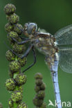 Beekoeverlibel (Orthetrum coerulescens) 