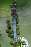 Keeled Skimmer (Orthetrum coerulescens)
