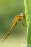 Keeled Skimmer (Orthetrum coerulescens)