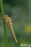Keeled Skimmer (Orthetrum coerulescens)