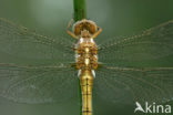 Beekoeverlibel (Orthetrum coerulescens) 