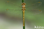 Keeled Skimmer (Orthetrum coerulescens)