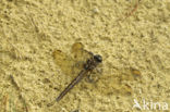Keeled Skimmer (Orthetrum coerulescens)