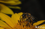 Behangersbij sp. (Megachile spec)