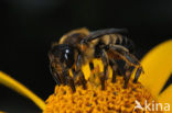 Behangersbij sp. (Megachile spec)