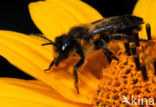 Behangersbij sp. (Megachile spec)