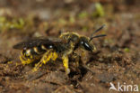 Lasioglossum albipes