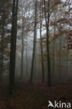 Beech (Fagus sylvatica)