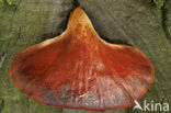 Biefstukzwam (Fistulina hepatica)