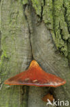 Beefsteak Fungus (Fistulina hepatica)