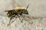 Osmia caerulescens