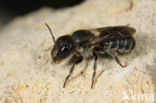 Blauwe metselbij (Osmia caerulescens) 