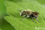 Blauwe metselbij (Osmia caerulescens) 