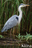 Blauwe Reiger (Ardea cinerea)