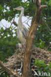 Grey Heron (Ardea cinerea)