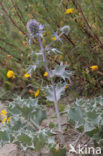 Sea-holly (Eryngium maritimum)