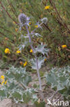 Blauwe zeedistel (Eryngium maritimum)