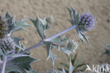 Sea-holly (Eryngium maritimum)