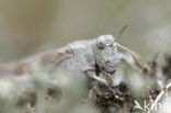 Blauwvleugelsprinkhaan (Oedipoda caerulescens) 