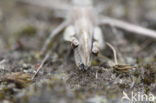 Blauwvleugelsprinkhaan (Oedipoda caerulescens) 