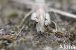 Blue-winged grasshopper (Oedipoda caerulescens)