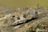 Blue-winged grasshopper (Oedipoda caerulescens)