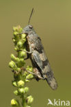 Blauwvleugelsprinkhaan (Oedipoda caerulescens) 