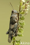 Blue-winged grasshopper (Oedipoda caerulescens)